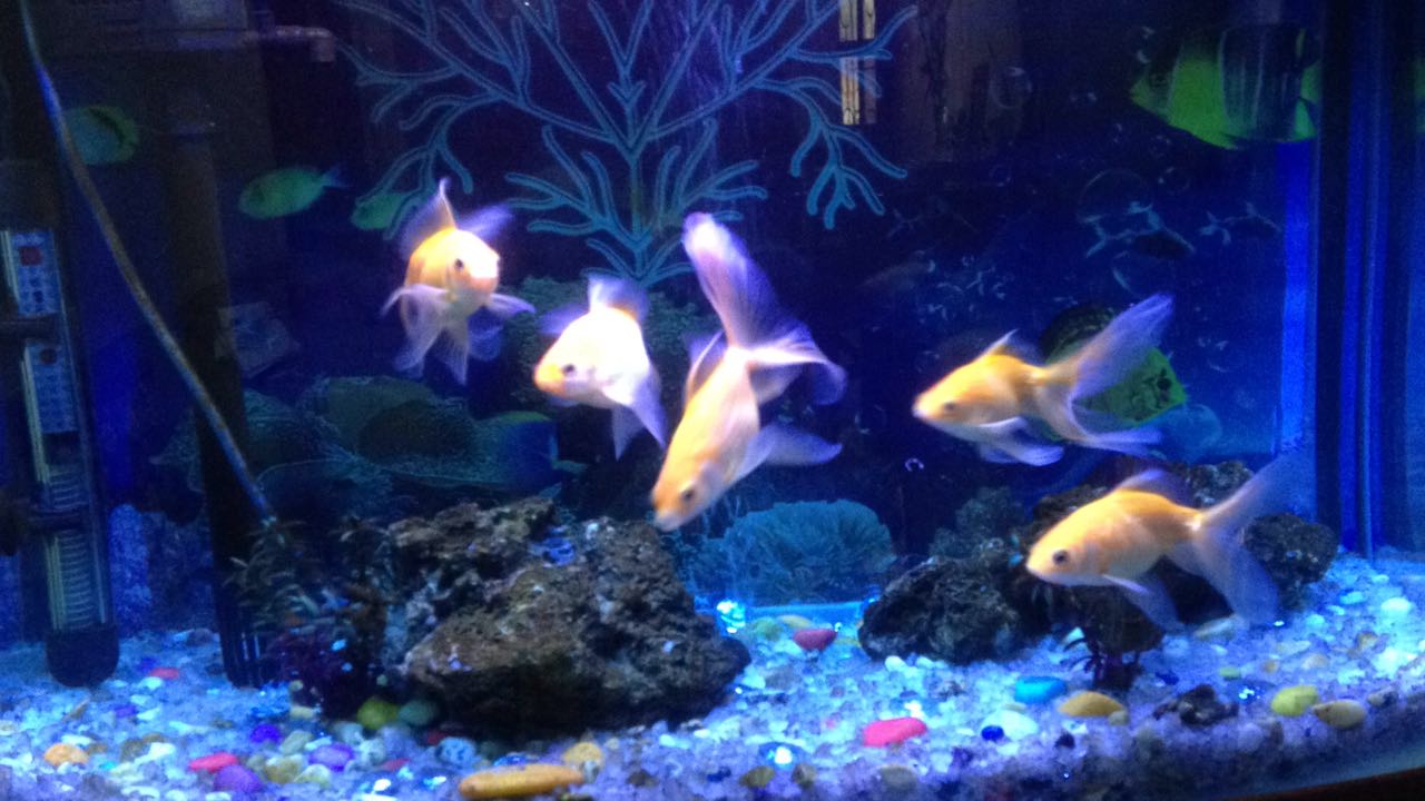 keeping an aquarium of colorful fish at homes